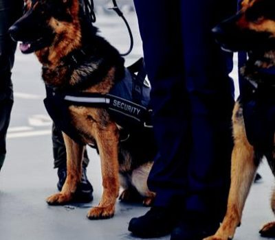 2025 Splash Security Company Profile.pdf-image-046 K9 Units Services
